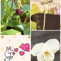 スミレ,しあわせ　スミレ計画❣️の画像