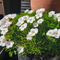 オキザリス,パンジー,ポンザ・マーガレット,小さなお庭の画像