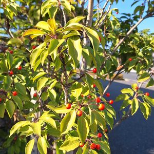 ソヨゴ,ソヨゴの実,樹木,赤い実,たにおたくらぶの画像