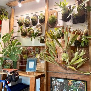  ビカクシダ,植物部屋の画像