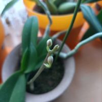 胡蝶蘭,自宅園芸,地道投稿,窓辺の画像