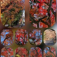サザンカ,ネメシア,大輪♡,鷺（ｻｷﾞ）の森神社⛩️の画像