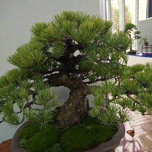 マツ,マツ,マツ,マツ,松ぼっくりの画像