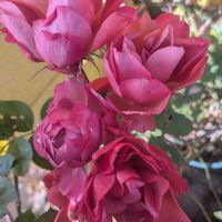 クリスマスローズ,バラ あおい,シェエラザード,イヴピアッチェ,アウグスタルイーゼの画像