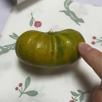 シークヮーサー,畑の画像