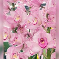 クリスマスローズ,シンビジウム,誕生花,お誕生日おめでとう,今日の誕生花の画像