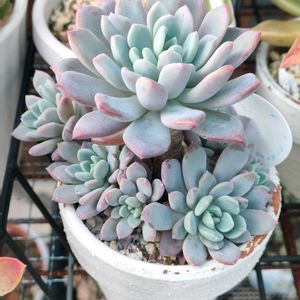 グリーンローズ,ブルーエルフ,ブルーアップル,多肉植物,多肉大好きの画像