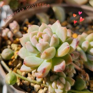 スノージェイド,プロリフィカ,多肉植物,観葉植物,葉挿しの画像