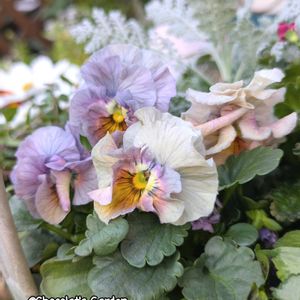 パンジー・ビオラ,ビオラ,ガーデニング,花のある暮らし,おうち園芸の画像