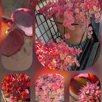 ガイラルディア,キク,ハボタン,パンジー・ビオラ,ミセバヤの画像