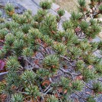 マツ,黒松,五葉松,盆栽,山野草の画像