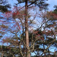 ウメモドキ,ウメモドキ,ススキ,マツ,アカマツの画像