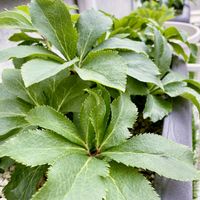 クリスマスローズ,その他エクステリアの画像