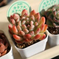 エケベリア,ドリームバブル,ニューローンスター,多肉植物,成長記録の画像