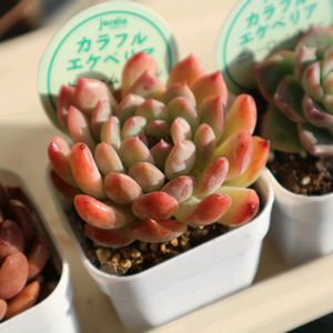 エケベリア,ドリームバブル,ニューローンスター,多肉植物,成長記録の画像