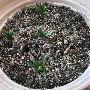 ヒヤシンス,小さな庭の画像