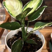 ディフェンバキア,PR,GSアダルトチーム,チーム岐阜,12月の記録の画像