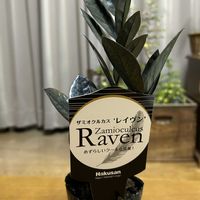 ザミオクルカス  レイヴン,観葉植物,渋い,PR,ハクサンの画像