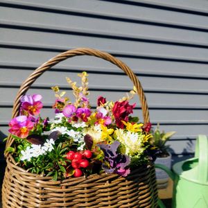 ハボタン,パンジー・ビオラ,ガーデンシクラメン,チェッカーベリー,イベリアの画像