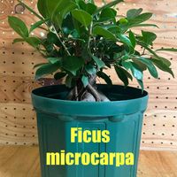 ガジュマル,クワ科イチジク属の画像