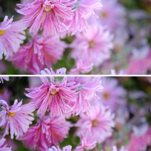 キク,広い庭の画像