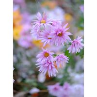 キク,広い庭の画像