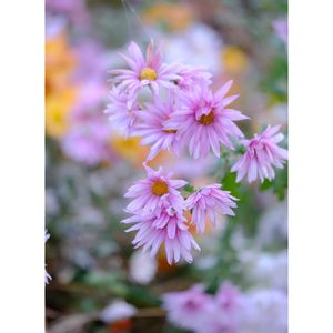 キク,広い庭の画像