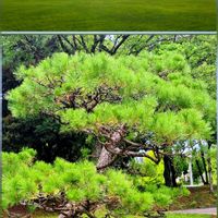 コキア,マツ, 樹木,松林.,感謝の画像