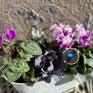 シクラメン,ガーデニング,小さな庭の画像