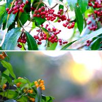 センリョウ,マンリョウ,広い庭の画像