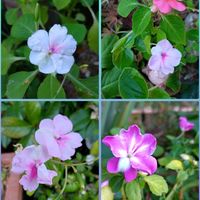 インパチェンス,デュランタ,ペンタス,ユーフォルビア・ダイヤモンドフロスト,デュランタ 宝塚の画像