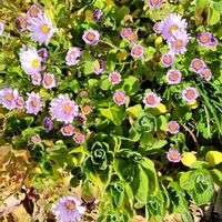 ダルマ菊,地植え,かわいい花,お出かけ先の画像