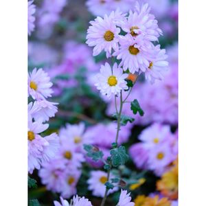 キク,広い庭の画像