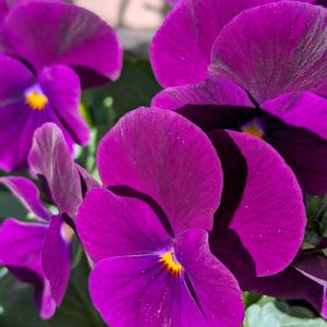 ビオラ,寄せ植え,木製プランター,紫の花,花のある暮らしの画像