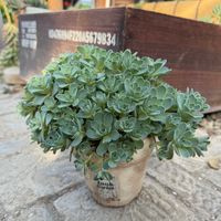 小人の祭り,夕映え,マウンテンローズ,多肉植物,ガーデニングの画像