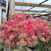 ミセバヤ,多肉植物,ガーデニング,ミセバヤの紅葉の画像