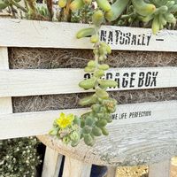 乙女心,多肉植物,ガーデニング,乙女心の花。の画像