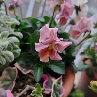 パンジー・ビオラ,パンジー・ビオラ,ブルーアイス,クリスマスホーリー,アイビーゼラニウム エレガンテの画像