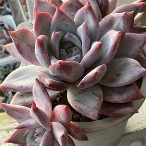 ポーラーベア,多肉植物,エケベリア属,多肉大好き,多肉植物のある暮らしの画像