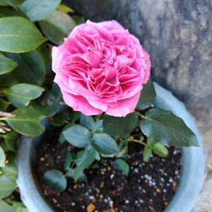 薔薇,鉢植え,かわいい花,お出かけ先の画像