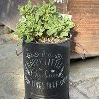 多肉植物,ガーデニング,アエオニウム,アエオニウム チョコチップの画像