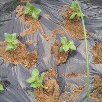 ソラマメ,一寸そらまめ,種から,サカタのタネ,無農薬栽培の画像