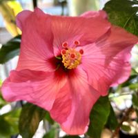 ハイビスカス,ハイビスカス NEWロングライフシリーズ,癒しの空間,今日のハイビスカス,寒さに負けるなの画像