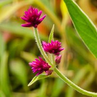 センニチコウ,千日紅 千紅花火,感謝,花のある暮らし,いつまでもの画像