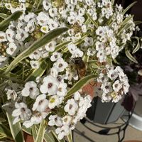 アリッサム,スーパーアリッサム,ハナアブの画像