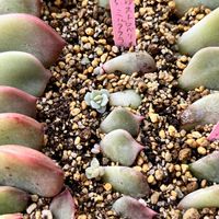 多肉植物,葉挿し,エケベリア属,多肉植物 エケベリア,ベランダ多肉の画像