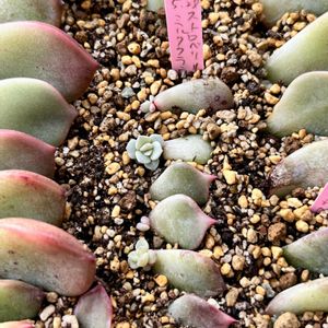 多肉植物,葉挿し,エケベリア属,多肉植物 エケベリア,ベランダ多肉の画像