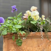 アリッサム,ガーデンシクラメン,ビオラ,グリーンアイス,八重咲きストックの画像