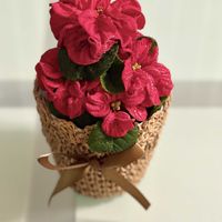 ポインセチア,ポインセチア,八重咲ポインセチア,八重咲ポインセチア,ポインセチア　ウィンターローズ　アーリーレッドの画像