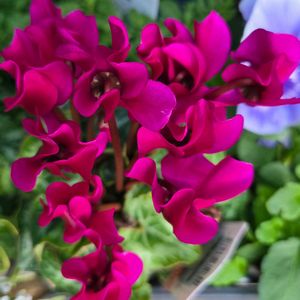 小さな庭の画像